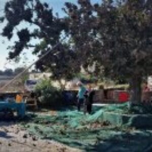 adolfo_rosati_agroforestry_trip_1