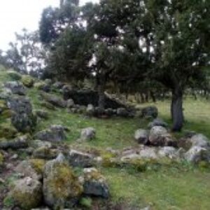 cork_oak_wood_nuragic_site_-_francesca_camilli_0