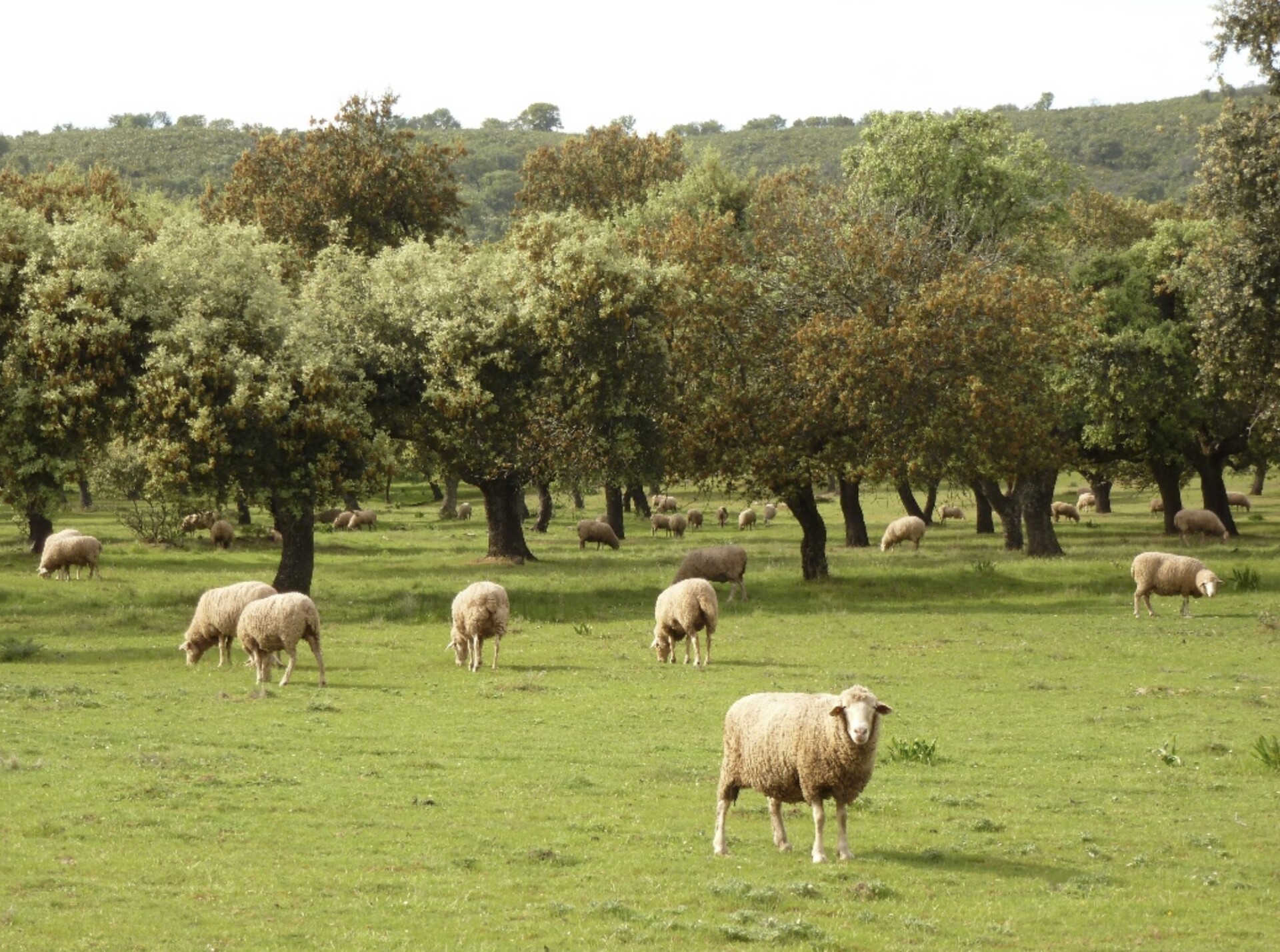 A typical dehesa with holm oak and sheep in Abadía, Cáceres