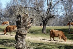 A dehesa of mediterranean ash (Fraxinus angustifolia) in central Spain. Tree pollarding provides fodder and fuelwood. A dehesa of mediterranean ash (Fraxinus angustifolia) in central Spain. Tree pollarding provides fodder and fuelwood.