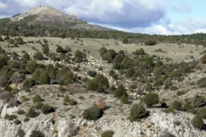 Sheep in a Juniperus thurifera open forest in the highlands of Tiermes, Soria. Sheep in a Juniperus thurifera open forest in the highlands of Tiermes, Soria.