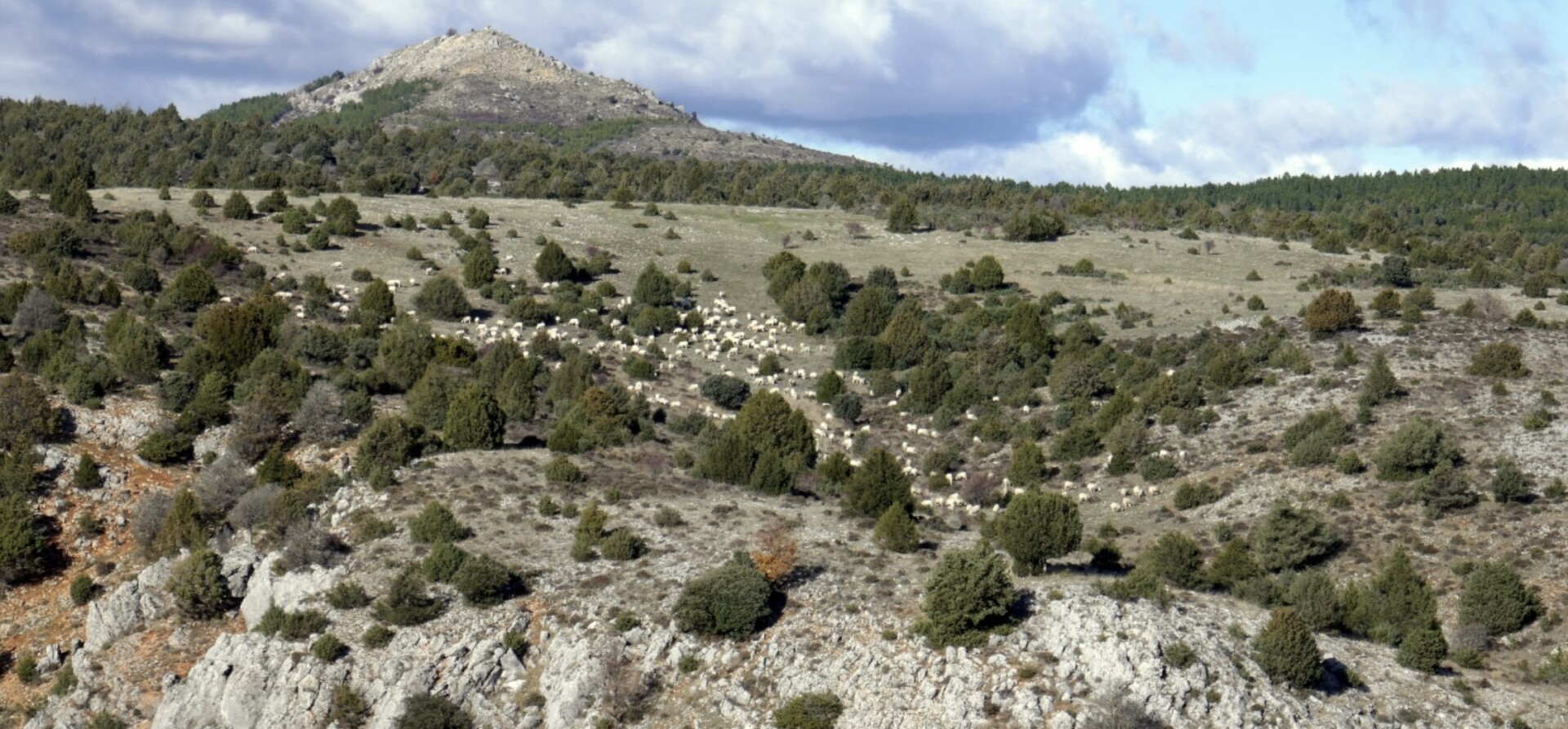 Sheep in a Juniperus thurifera open forest in the highlands of Tiermes, Soria.