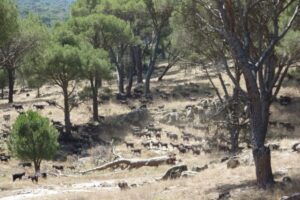 Goats of the local Guadarrama bred grazing in a stone pine forests in Valdemaqueda, Madrid Goats of the local Guadarrama bred grazing in a stone pine forests in Valdemaqueda, Madrid