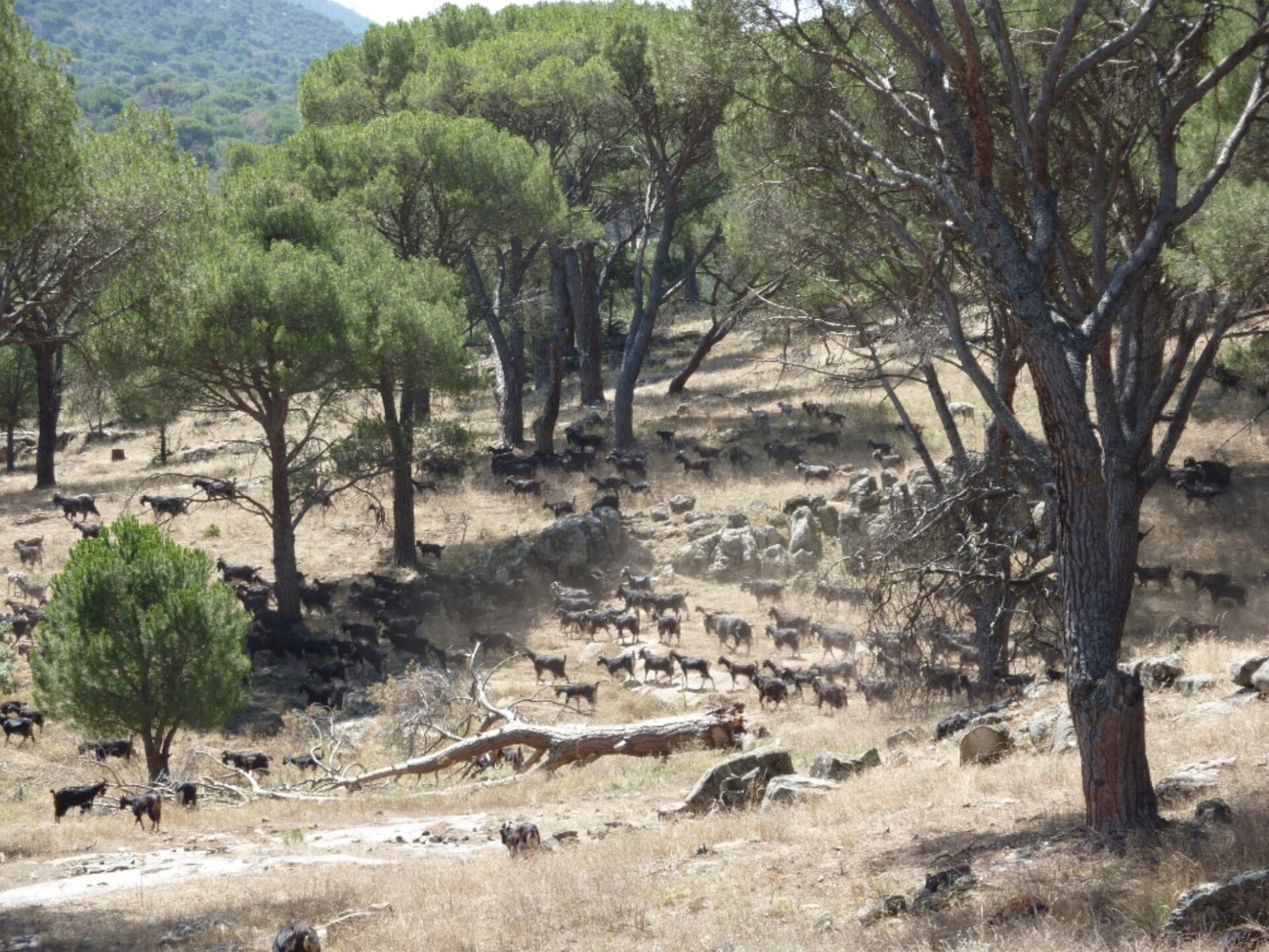 Goats of the local Guadarrama bred grazing in a stone pine forests in Valdemaqueda, Madrid
