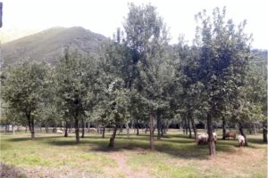 Sheep grazing in an apple orchard in Asturias Sheep grazing in an apple orchard in Asturias