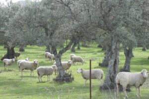 Sheep grazing in an olive tree orchard in Mirabel, Cáceres Sheep grazing in an olive tree orchard in Mirabel, Cáceres
