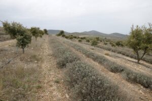 Alley cropping system combining hybrid lavender with holm oak trees mycorrhized with black truffle in the high steppes of San Felices, Soria. Alley cropping system combining hybrid lavender with holm oak trees mycorrhized with black truffle in the high steppes of San Felices, Soria.