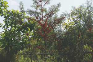 Stora Juleboda Agroforestry Stora Juleboda Agroforestry