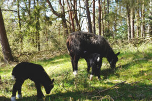 Varmlandska skogsfar varen Varmlandska skogsfar varen