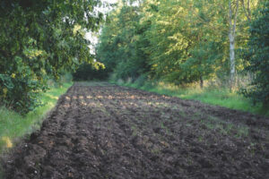 Suffolk organic agroforestry, food, horticulture hub 'Wakelyns' alley. Suffolk organic agroforestry, food, horticulture hub 'Wakelyns' alley.