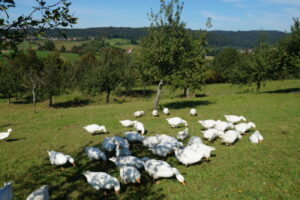 Fruit orchards, so called “Streuobstwiese” in the south of Germany Fruit orchards, so called “Streuobstwiese” in the south of Germany