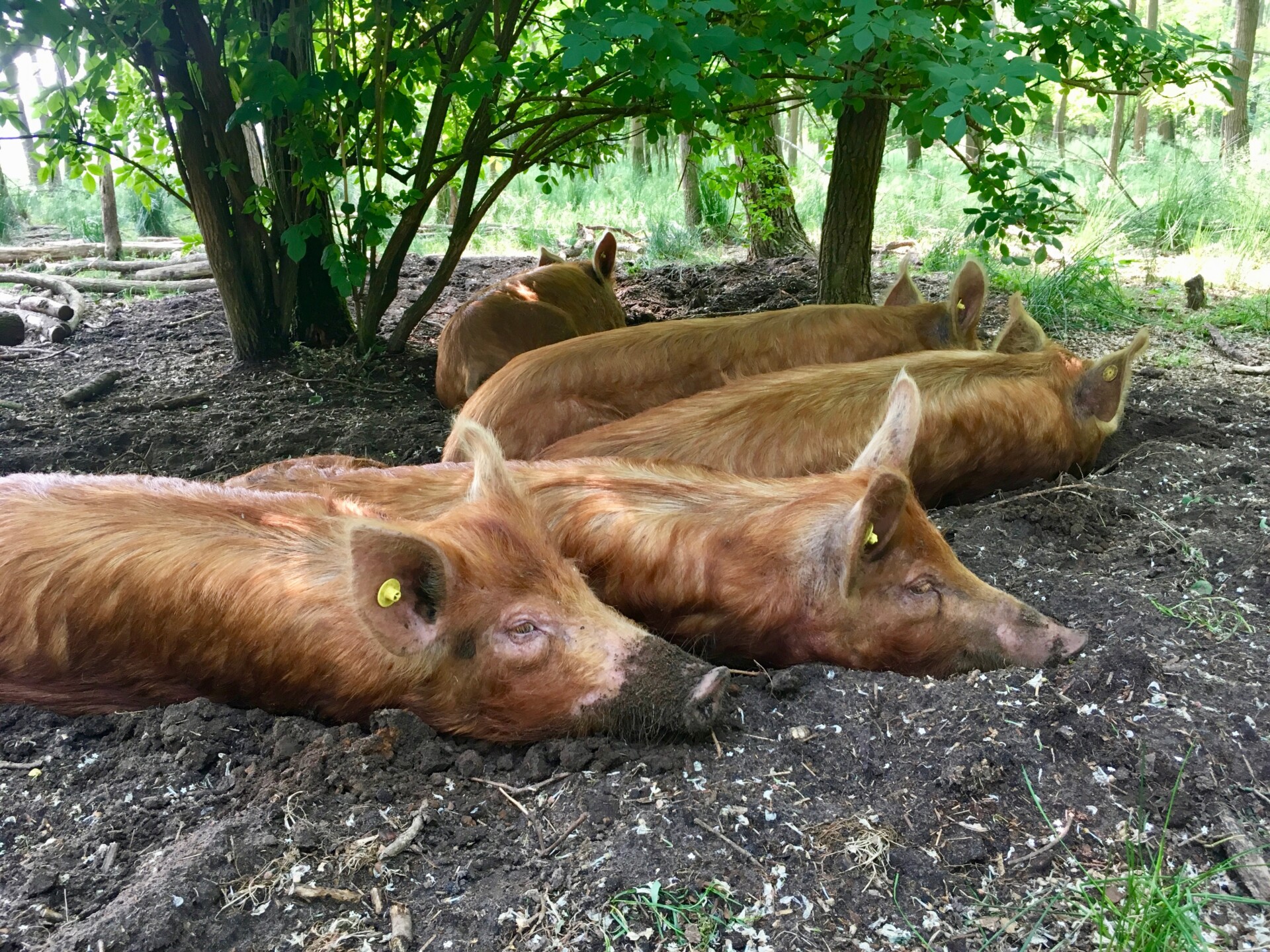 Silvo-pastoral forest grazing with pigs