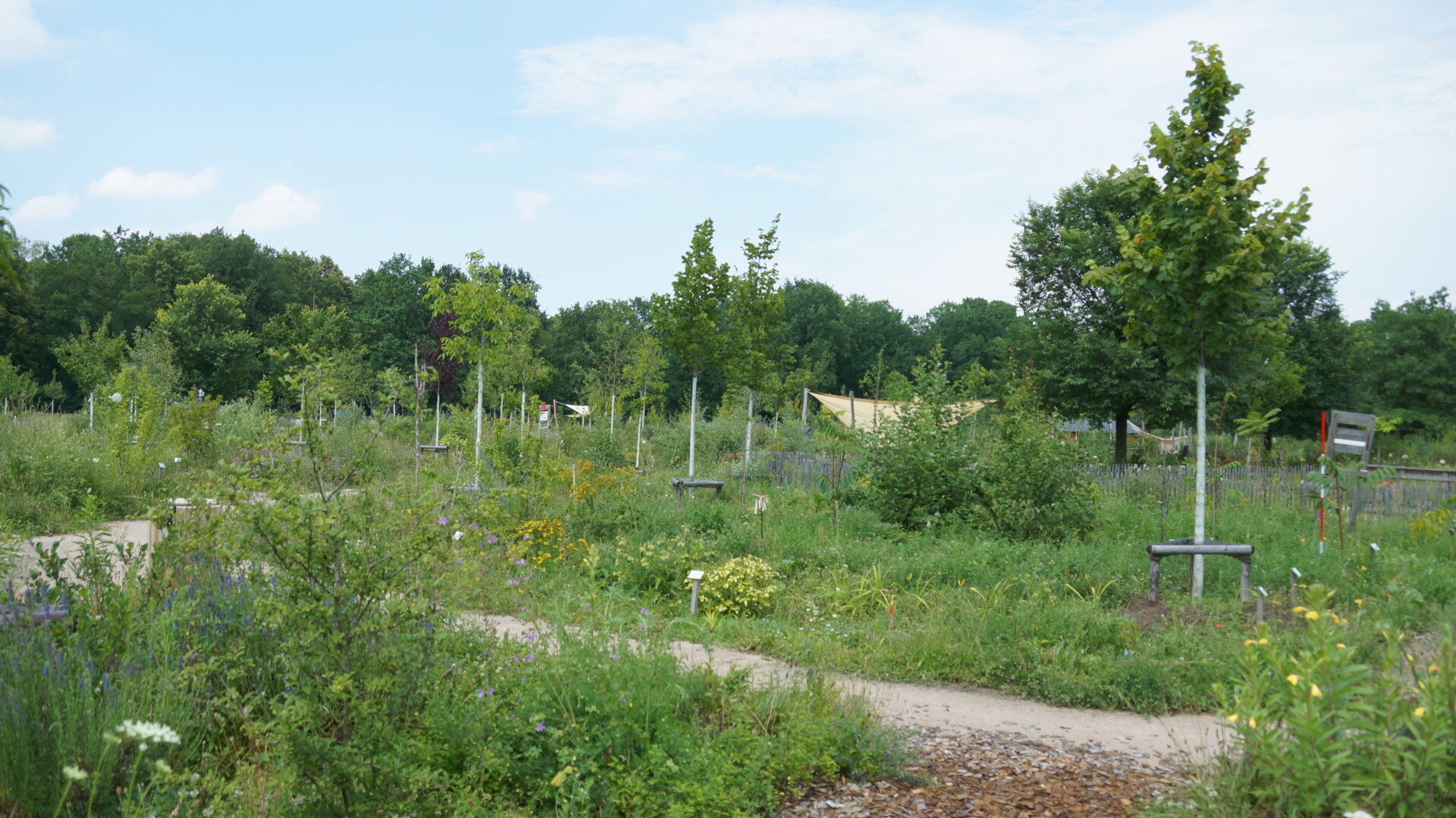 Urban forest garden in Berlin