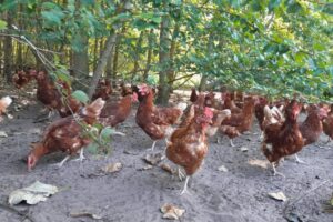 Chicken coppice in North Rhine-Westphalia Chicken coppice in North Rhine-Westphalia