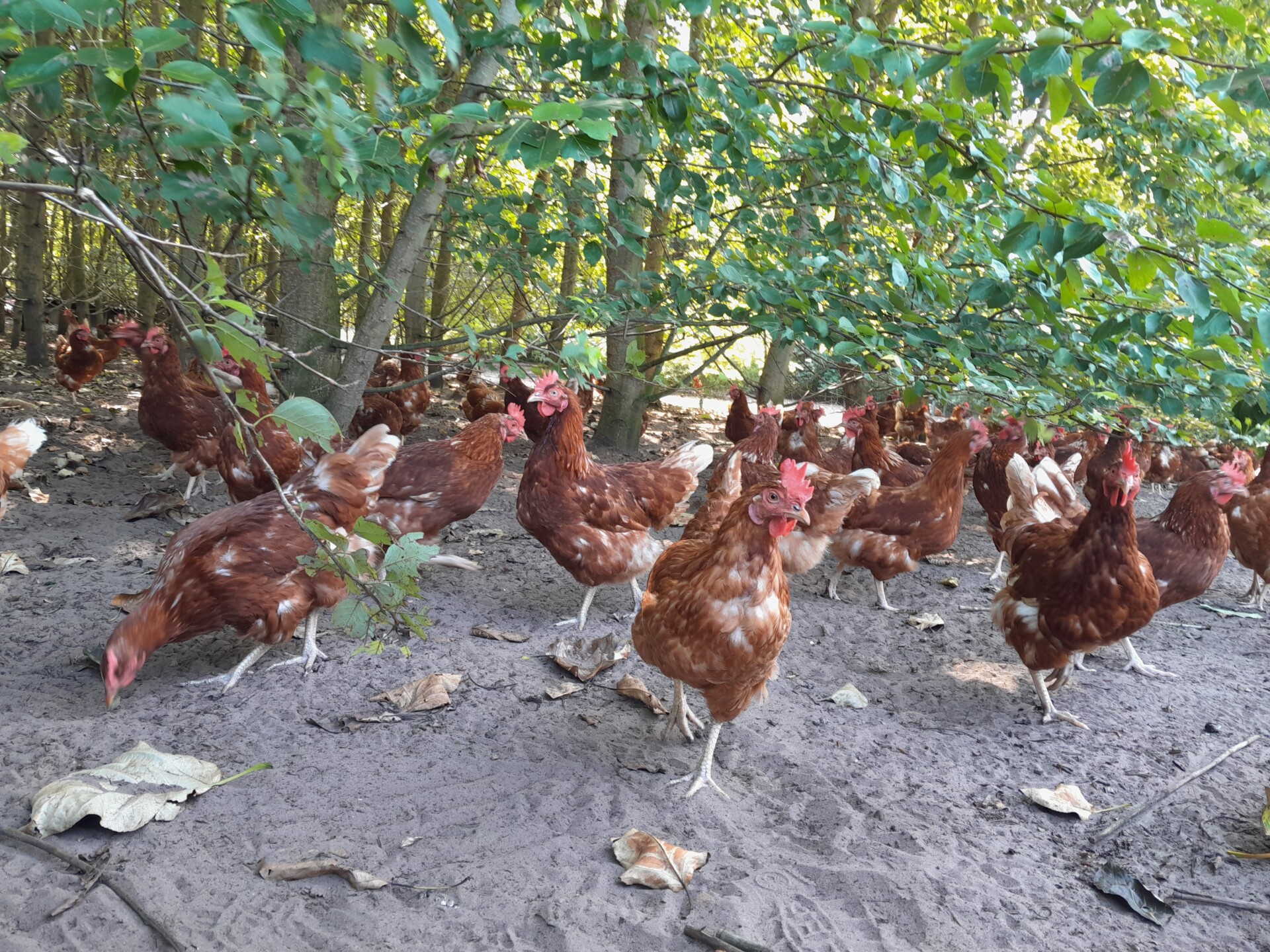 Chicken coppice in North Rhine-Westphalia