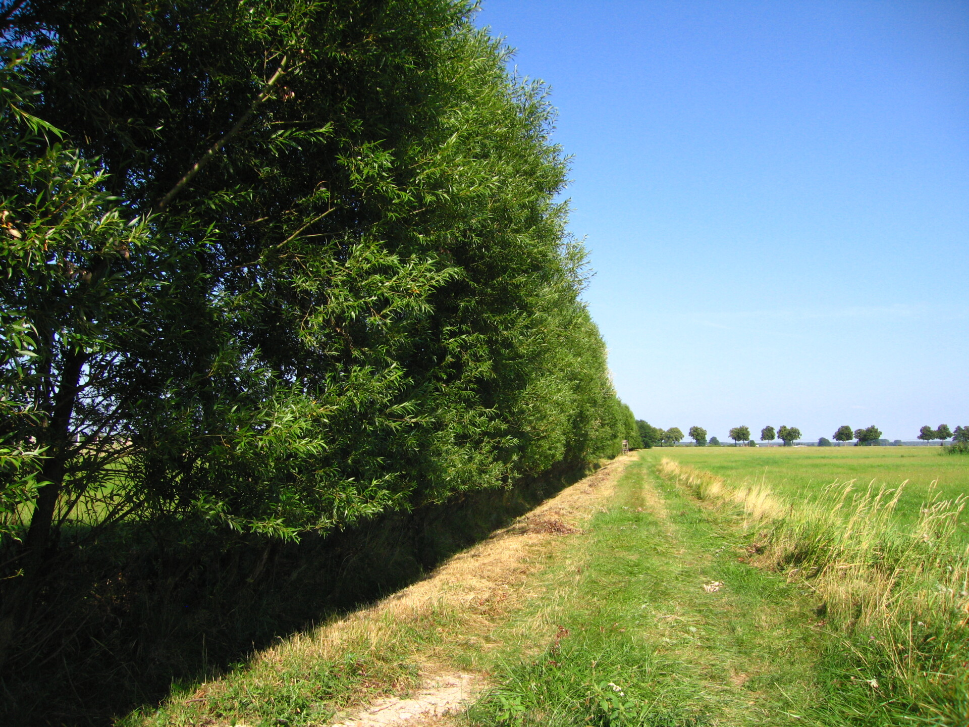 Agroforestry strips along small water course