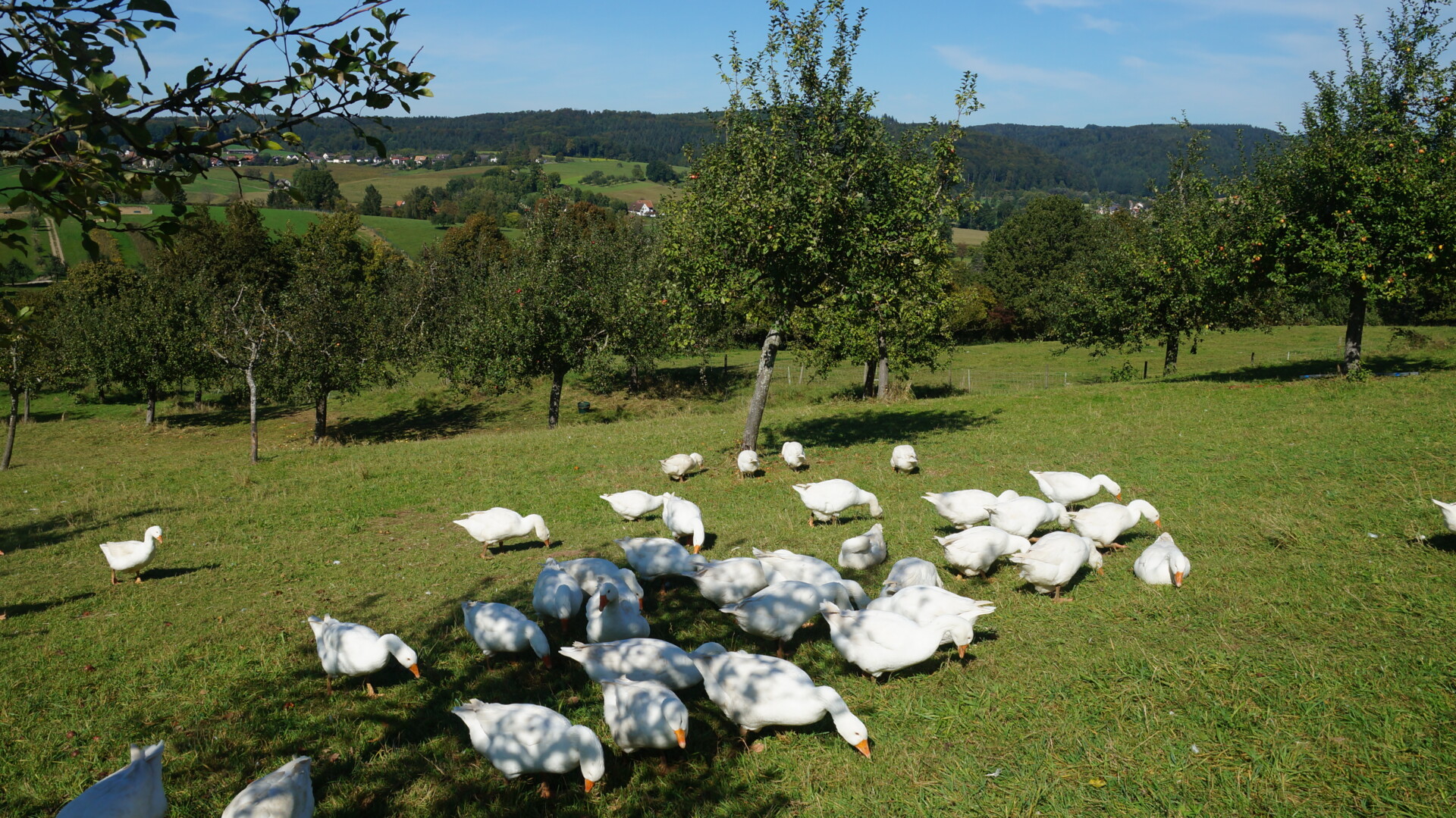 Fruit orchards, so called “Streuobstwiese” in the south of Germany