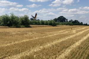 I. Frenzel_Storche auf AFS-Feld