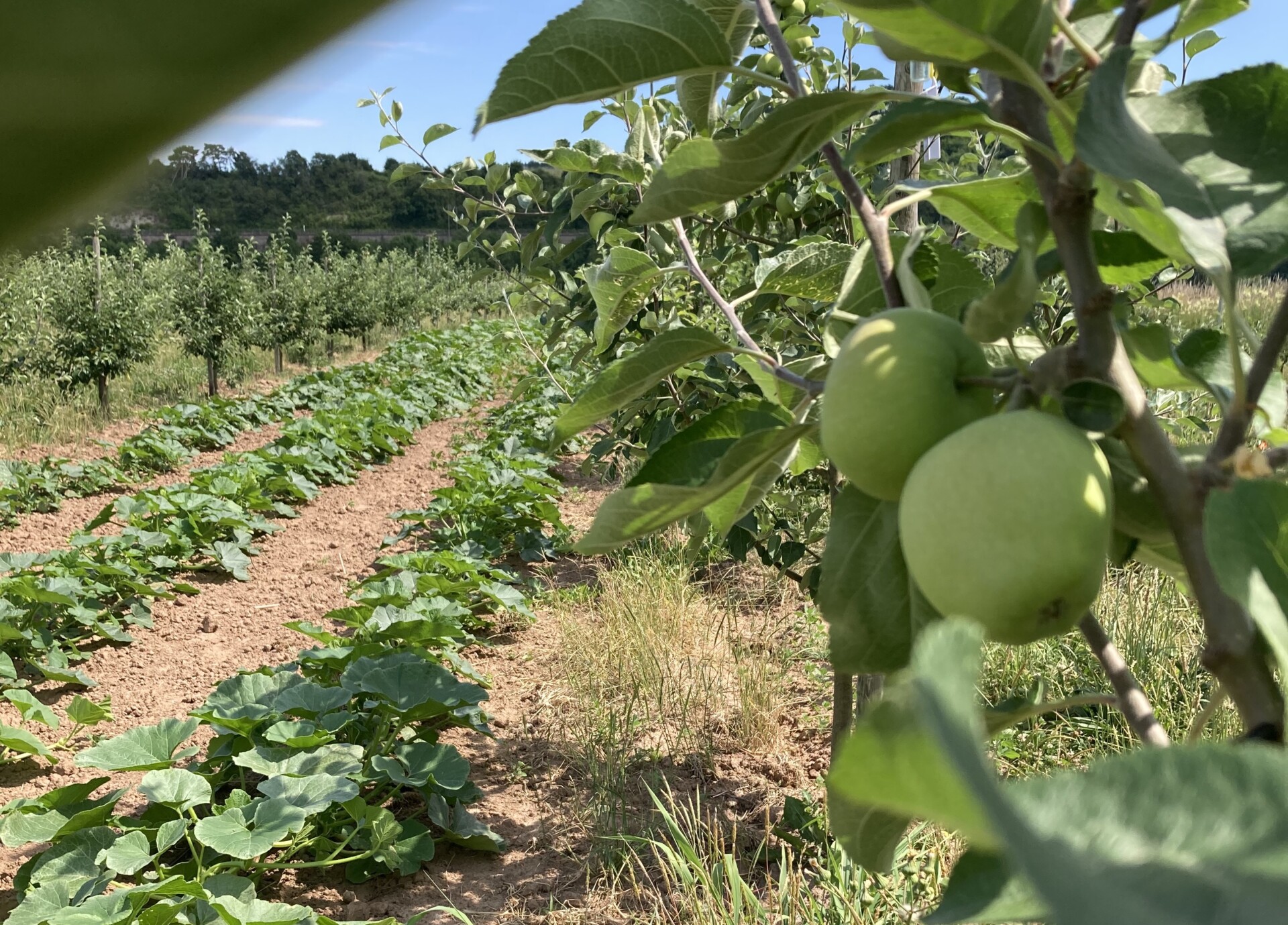 I.Frenzel_Obstbäume in Kombination mit Gemüseanbau