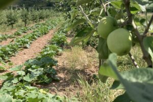 I.Frenzel_Obstbäume in Kombination mit Gemüseanbau I.Frenzel_Obstbäume in Kombination mit Gemüseanbau