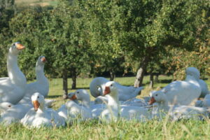 J. Günzel - Freiburg-DSC00618 J. Günzel - Freiburg-DSC00618