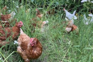 I. Frenzel_Hühner im AFS_Hof Hartmann I. Frenzel_Hühner im AFS_Hof Hartmann