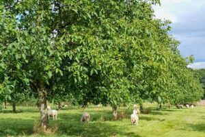 J.Guenzel-Schafe-Walnuss-Luxemburg J.Guenzel-Schafe-Walnuss-Luxemburg