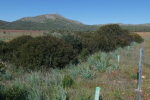 An enclosure of a hedgerow of the shrub Pistacia lentiscus and planted Phillyrea angustifolia (in the tree shelters) An enclosure of a hedgerow of the shrub Pistacia lentiscus and planted Phillyrea angustifolia (in the tree shelters)