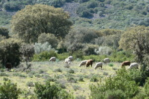 Shrubs play a crucial role in maintaining soil stability, promoting woodland regeneration, diversifying the landscape, providing wildlife habitat, and serving as a forage reserve during unfavorable years Shrubs play a crucial role in maintaining soil stability, promoting woodland regeneration, diversifying the landscape, providing wildlife habitat, and serving as a forage reserve during unfavorable years