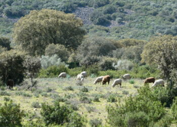 Shrubs play a crucial role in maintaining soil stability, promoting woodland regeneration, diversifying the landscape, providing wildlife habitat, and serving as a forage reserve during unfavorable years