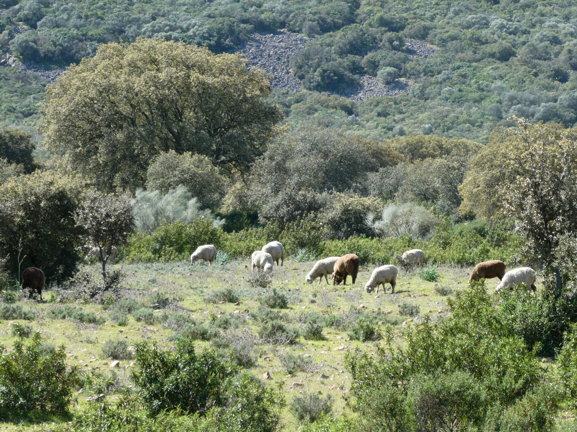 Shrubs play a crucial role in maintaining soil stability, promoting woodland regeneration, diversifying the landscape, providing wildlife habitat, and serving as a forage reserve during unfavorable years