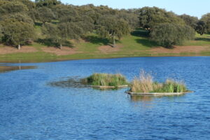 A pond with islands of vegetation in Dehesa de El Guijo. The aquatic plans have been planted on floating platforms made with natural cork (from the cork oaks). These platforms serve as shelter and nesting ground for aquatic birds. A pond with islands of vegetation in Dehesa de El Guijo. The aquatic plans have been planted on floating platforms made with natural cork (from the cork oaks). These platforms serve as shelter and nesting ground for aquatic birds.