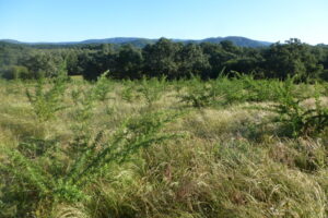 Hedgerows of the fodder shrub tagasaste (Chamaecytisus proliferus). Tagasaste is a multi-purpose species that provides feed and shelter for livestock, is used for soil conservation and provides bee forage. Hedgerows of the fodder shrub tagasaste (Chamaecytisus proliferus). Tagasaste is a multi-purpose species that provides feed and shelter for livestock, is used for soil conservation and provides bee forage.