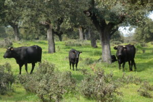 Shrubs play a crucial role in promoting woodland regeneration due to the nursing effect (providing shade and shelter to tree saplings). Shrubs play a crucial role in promoting woodland regeneration due to the nursing effect (providing shade and shelter to tree saplings).