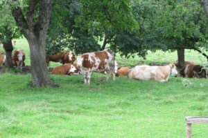 R.Hübner-Rinderhaltung-in Streuobstwiesen