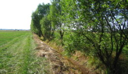 R.Huebner-Gewaesserrand