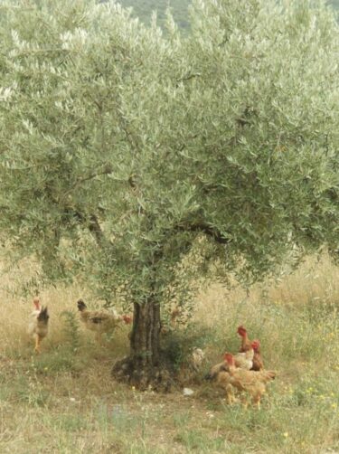 Screenshot 2025-04-03 at 09.41.32