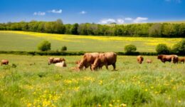 biodiv_agri_vaches_0