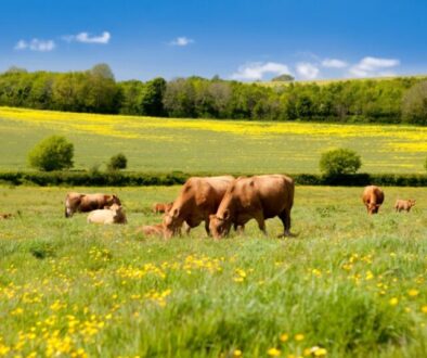 biodiv_agri_vaches_0