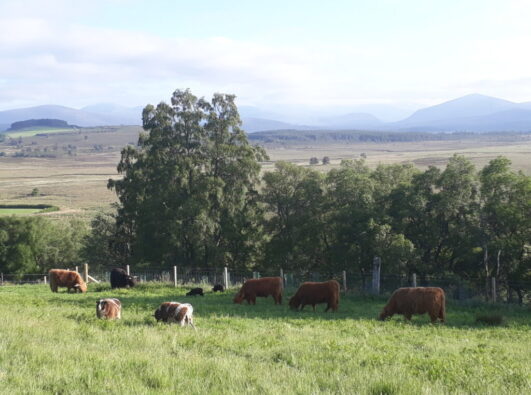 Animals grazing in fields surrounded by woodlands