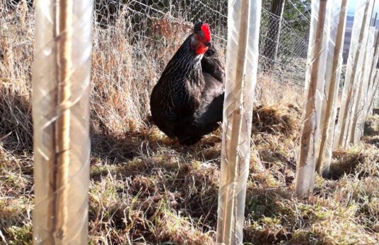 We use hens to keep down competing grasses in our new hedge planting