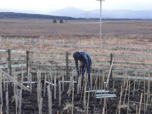 Planting a tree hay crop, part of our Agroforestry planting