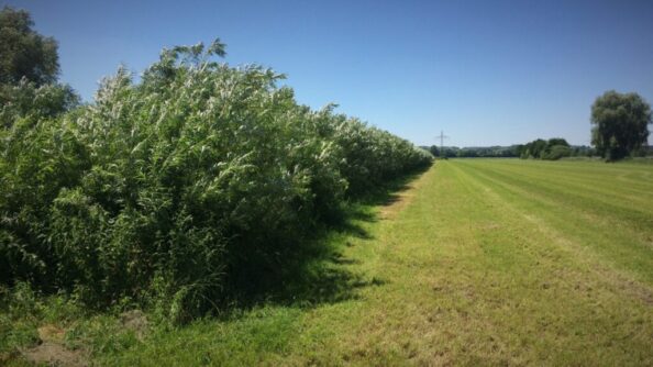 The strip-like willow plantations characterize the Freising Moos landscape and offer a variety of retreats for birds and game
