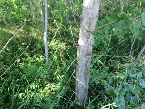 Hay bales on the drying floor. The practice of double row planting is now outdated. It can be seen that the weaker shoot clearly lagged behind in development. (Photos: R. Hübner)