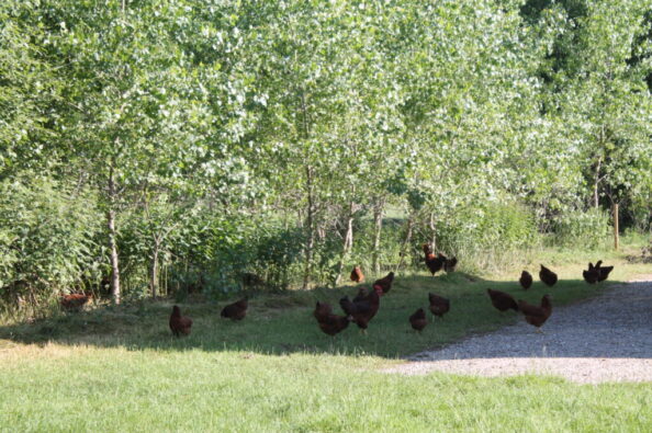 The hens have much more space than the regulations of organic farming require. (Photo: C. Böhm)