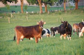 Trees planted on grasslands and between fields in the “Juchowo Farm”