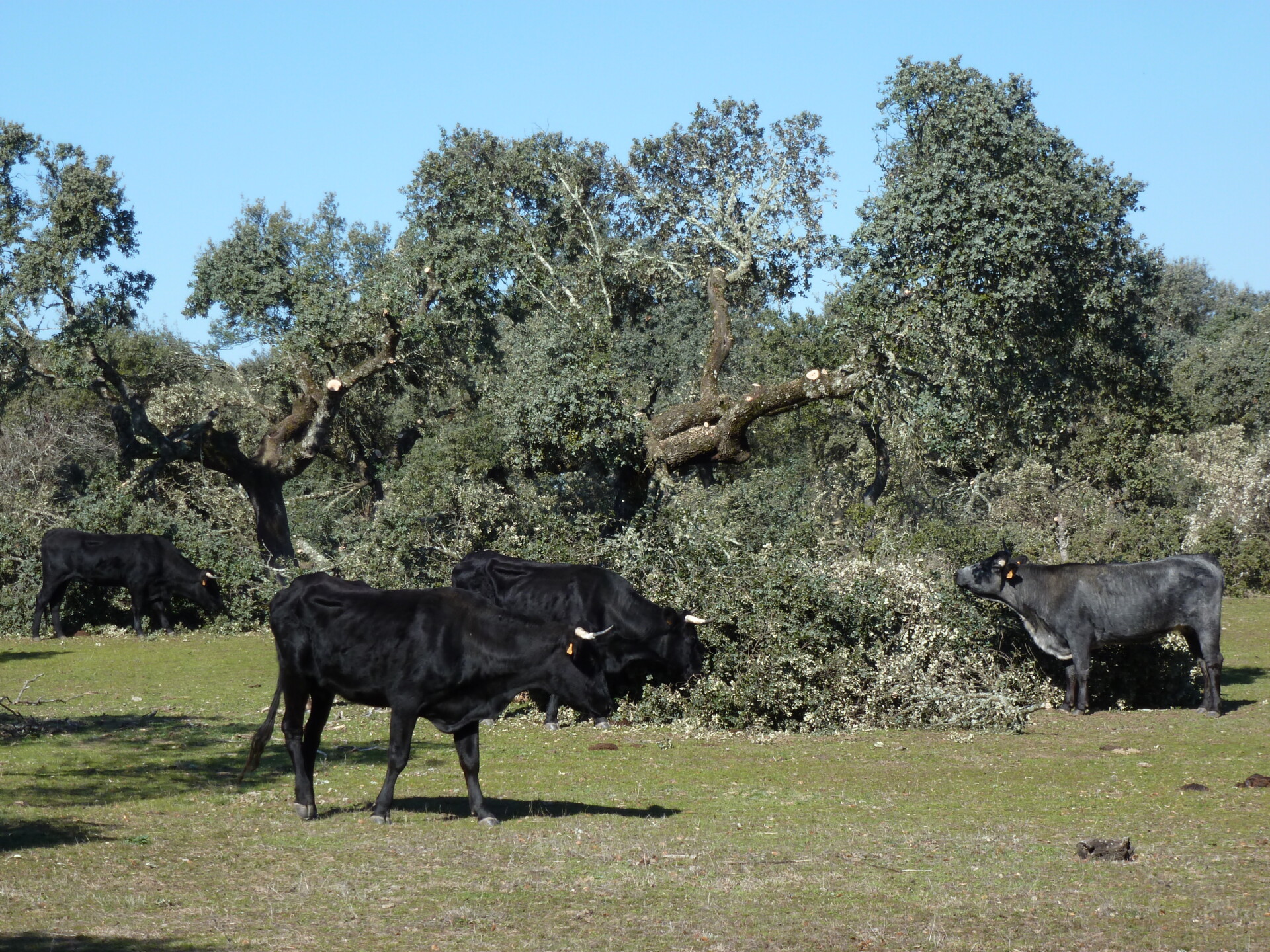 Pruning the sturdy Holm oak trees provides fuelwood and winter fodder for cattle.