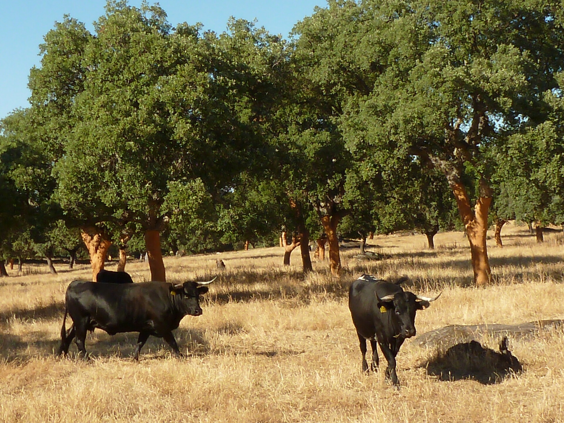 The characteristic orange color of cork oak (Quercus suber) tree trunks denotes that the bark has been recently harvested. Cork is an economically important forest resource for many Dehesas.