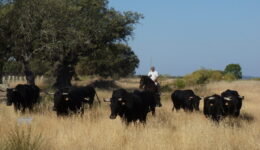photo_4_transterminance_cattle_finca_casablanca