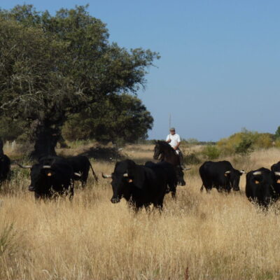 photo_4_transterminance_cattle_finca_casablanca